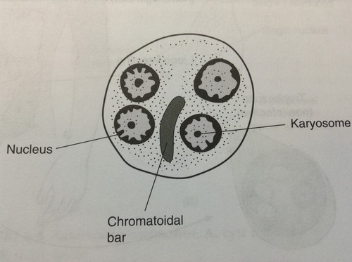 <p>chromatoidal bar</p>