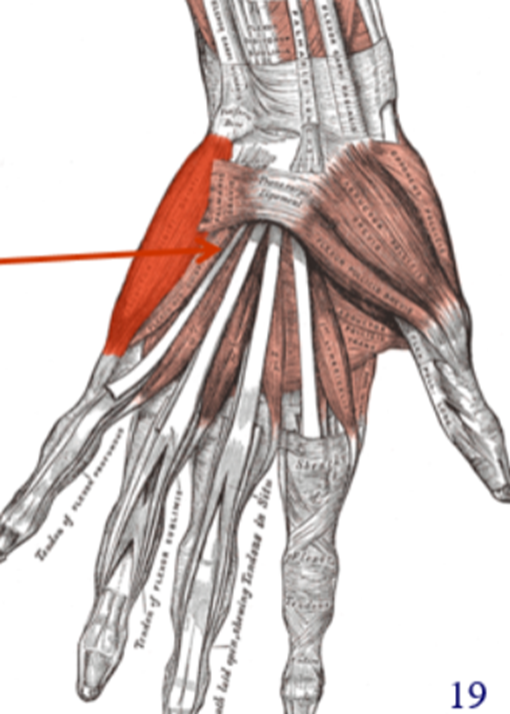 term image
