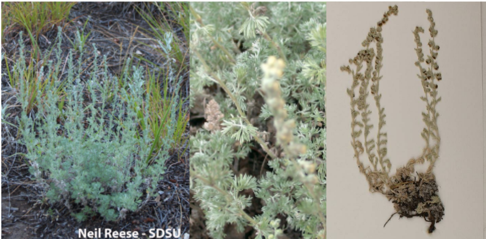 <p>Subshrub forb with alternate, highly dissected (deeply divided sinuses) leaves.</p>