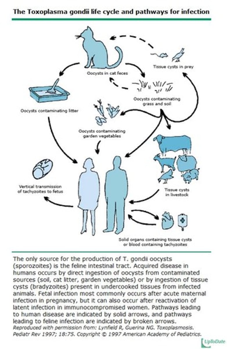 <p>Avoid consuming raw or poorly cooked meat, avoid contact with cat feces, and wash vegetables thoroughly.</p>