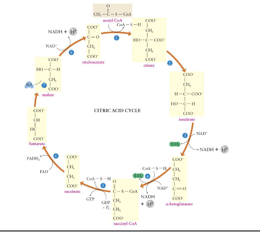 <ul><li><p>Fueled by acetyl CoA</p></li><li><p>Operation of the cycle depends on reactions of the ETC for the supply of NAD+ and FAD+</p></li><li><p>2 carbon atoms enter the cycle as an acetyl unit and 2 carbon atoms leave the cycle as <strong>2 molecules of CO2</strong></p><ul><li><p>There is a one-cycle delay between the entry and exit of the atoms</p></li></ul></li><li><p>4 oxidation–reduction reactions produce <strong>3 NADH</strong> and <strong>1 FADH2</strong> in one complete cycle</p></li><li><p>1 guanosine triphosphate <strong>(GTP)</strong> is produced</p></li></ul><p></p>