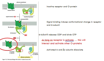 <p><span>Results in dissociation of the trimeric G-protein</span></p><p></p>