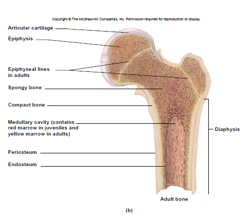 <p>– site of growth – between diaphysis and epiphysis</p>