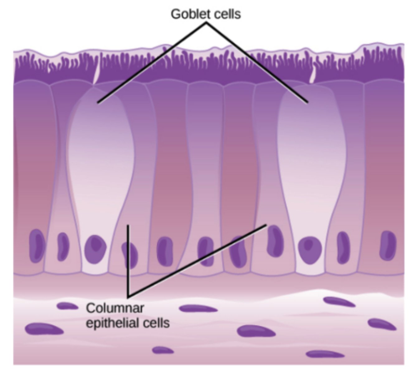 <p>ciliated pseudostratified</p><p>columnar epithelial cells</p><p>(Note: tall = pack close</p><p>together = protect from</p><p>outside environment =</p><p>goblet cells are often</p><p>present to produce mucus)</p>