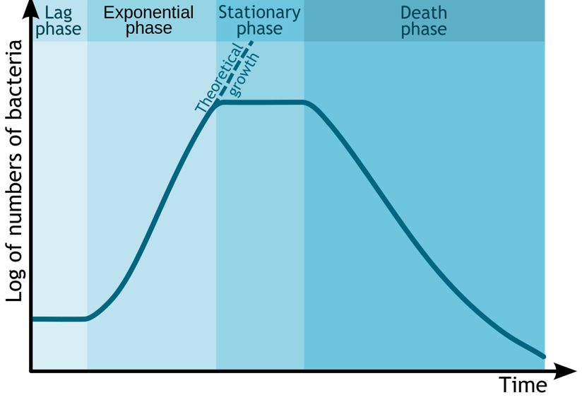 Lag phase;Exponential phase;Stationary phase;Death phase.
