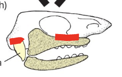 <p>wo connections:</p><p>Palatoquadrate to skull</p><p>Hyomandibula to skull</p><p>Seen in early sharks, some bony fishes</p>