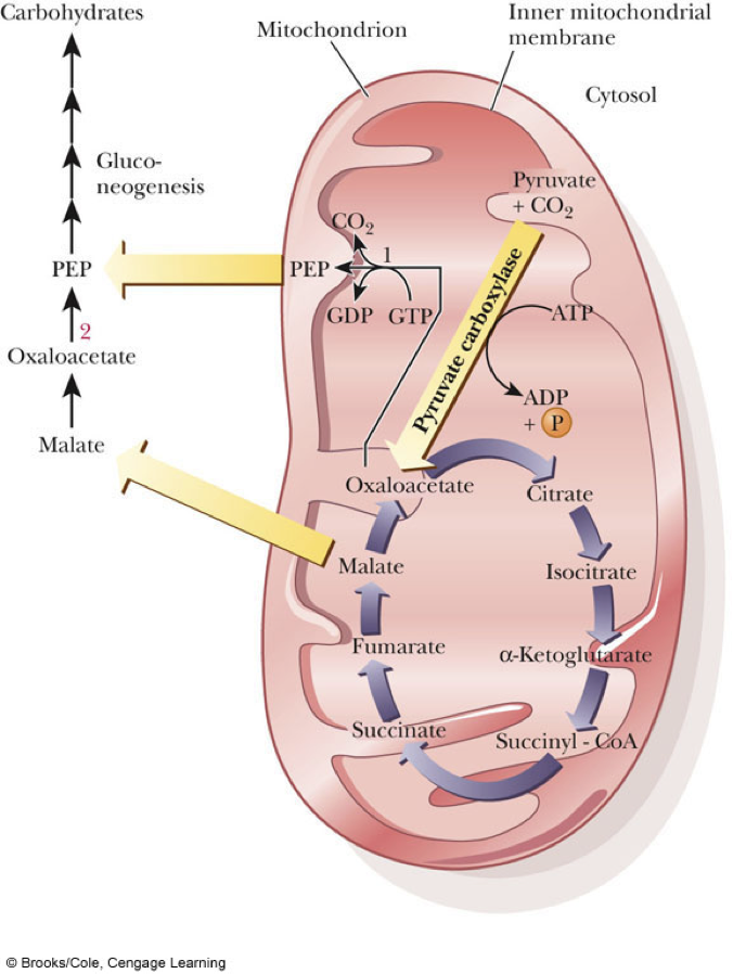  Is oxaloacetate transported across the mitochondrial membrane?