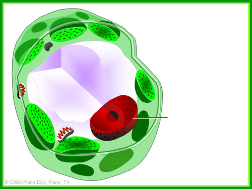 surrounded by 2-layered envelope (folds to form nuclear pores), contains DNA and proteins, contains nucleolus (area of condensation inside nucleus where ribosomes are formed)