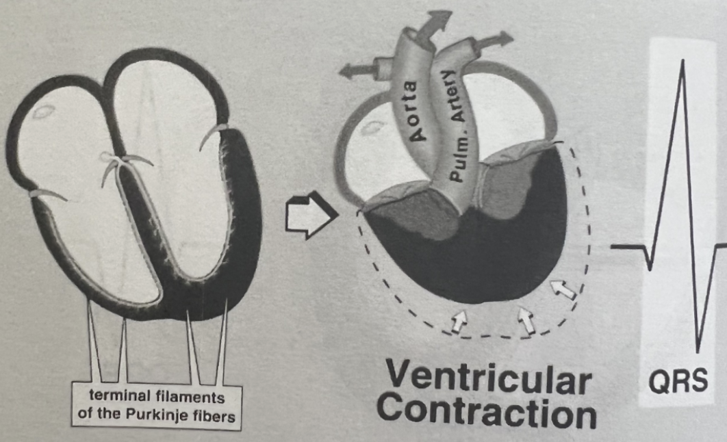 <ul><li><p>Start to end of <span style="color: red;"><strong>ventricular depolarization</strong></span></p></li><li><p><strong>Normal: &lt;0.11 sec</strong></p></li></ul><p></p>