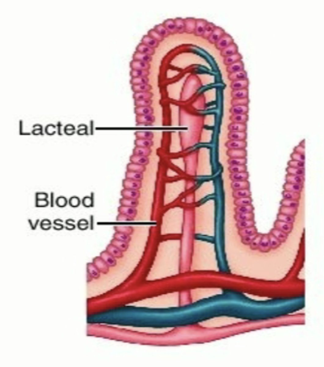 <p>within the villi in the small intestine, smaller arteries have special arrangement</p><p>- arterial and venous blood flow are in opposite direction</p><p>- blood oxygen diffuses directly from the capillaries into the venules without the need to reach the tip of the villi</p>