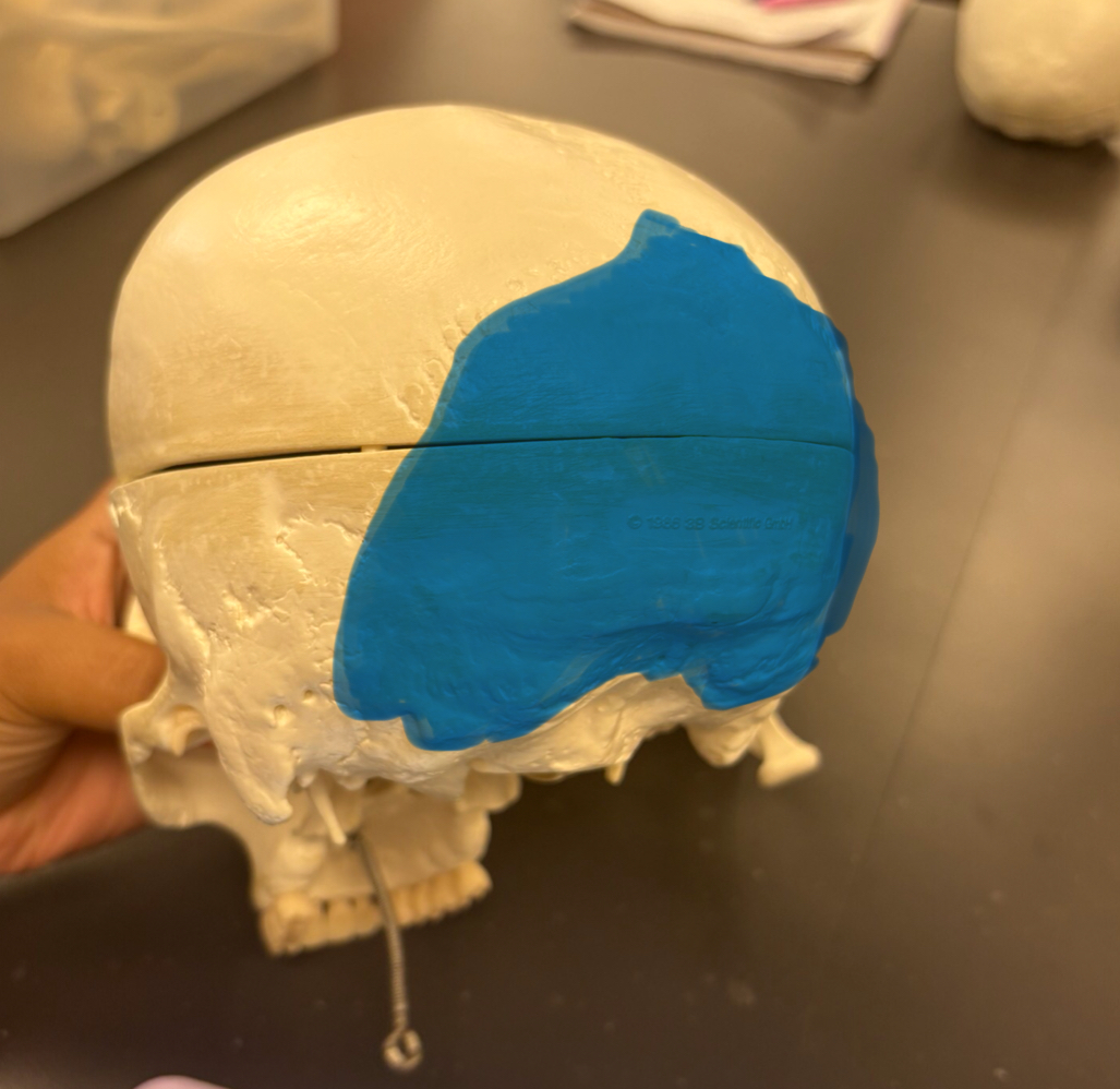 <p>back of the head </p>