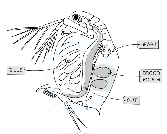 * Small aquatic vertebrates