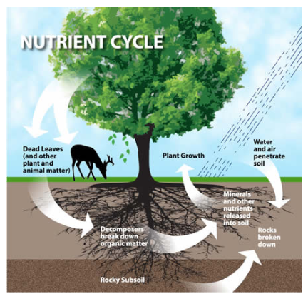 <ul><li><p>On Earth there is <strong>finite </strong>supply of nutrients</p></li><li><p>To maintain balance, matter is recycled</p></li></ul><p>Main elements that are recycled: <strong>Carbon, Hydrogen, Oxygen, Nitrogen </strong></p>