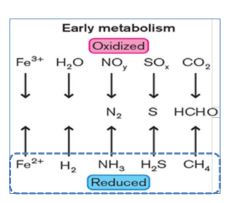 <p>phototrophic, lithotrophic metabolisms; oxidation of reduced inorganic compounds</p>