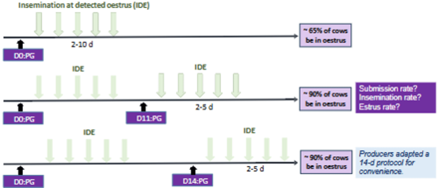 <p>i.e. a two injection prostaglandin protocol is more effective, with little difference between 10 and 14-day redosing.</p>