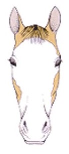 <p>when the white covers the entire face, including the eyes</p>