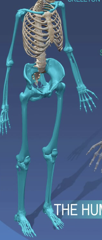 <p>Includes:</p><ul><li><p>Upper limbs</p></li><li><p>Lower limbs</p></li><li><p>Shoulder girdle</p></li><li><p>Pelvic girdle</p></li></ul><p>Primary function: <strong>movement</strong></p>