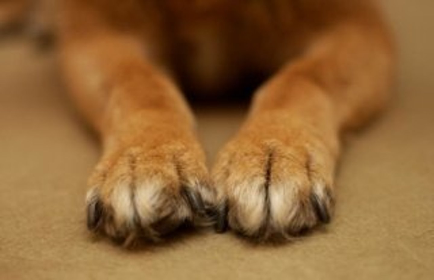 <p>paw, foot</p>