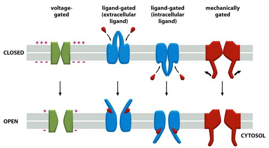 <ul><li><p>Voltage gated</p></li><li><p>Mechanically gated</p></li><li><p>Ligand gated: Open in response to binding of a ligand</p></li></ul><p></p>