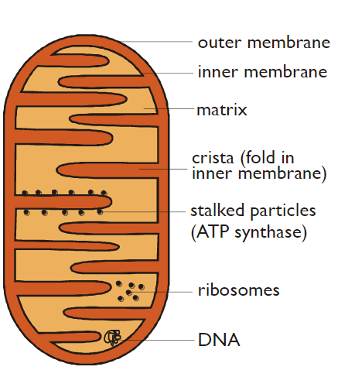 <p>-outer membrane</p><p>-folded inner membrane</p><p>-intermembrane space</p><p>-matrix</p>