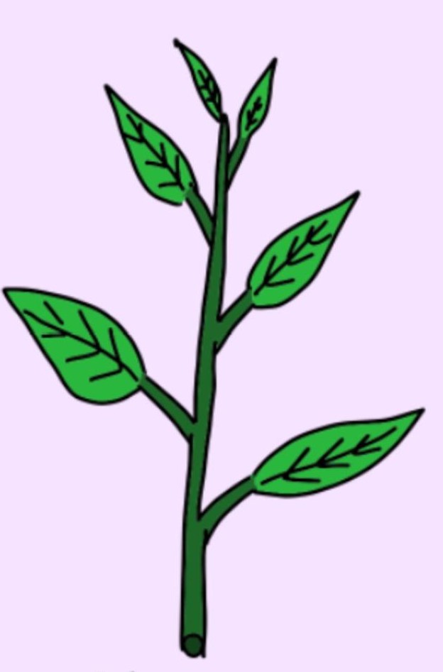 <p>Leaves arranged with one leaf per node</p>