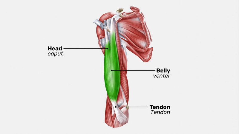 <p>1. origo (attachment of muscle, remains still when contracting)<br>2. caput<br>3. venter<br>4. cauda<br>5. terminatio (more movable attachment)</p>