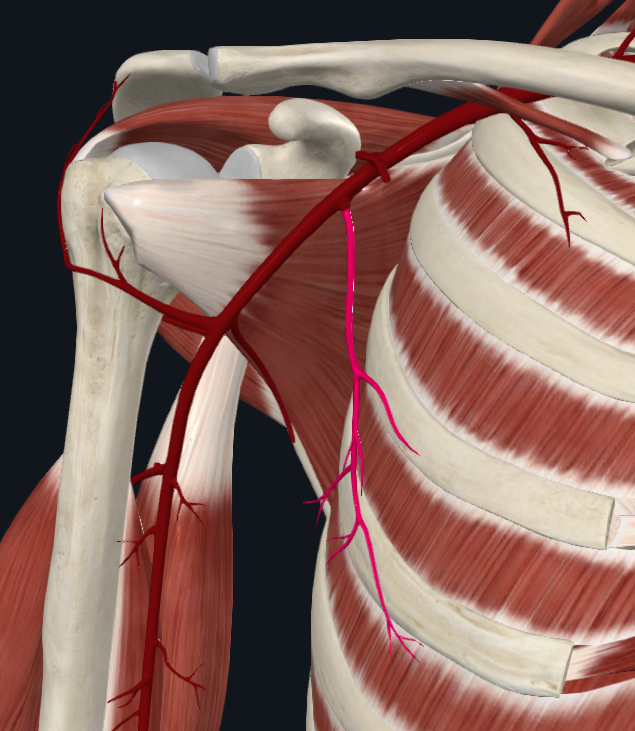 <p>What artery is this</p>