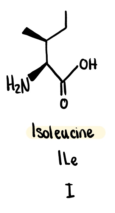 <p>non polar (hydrophobic), Ile, I</p>