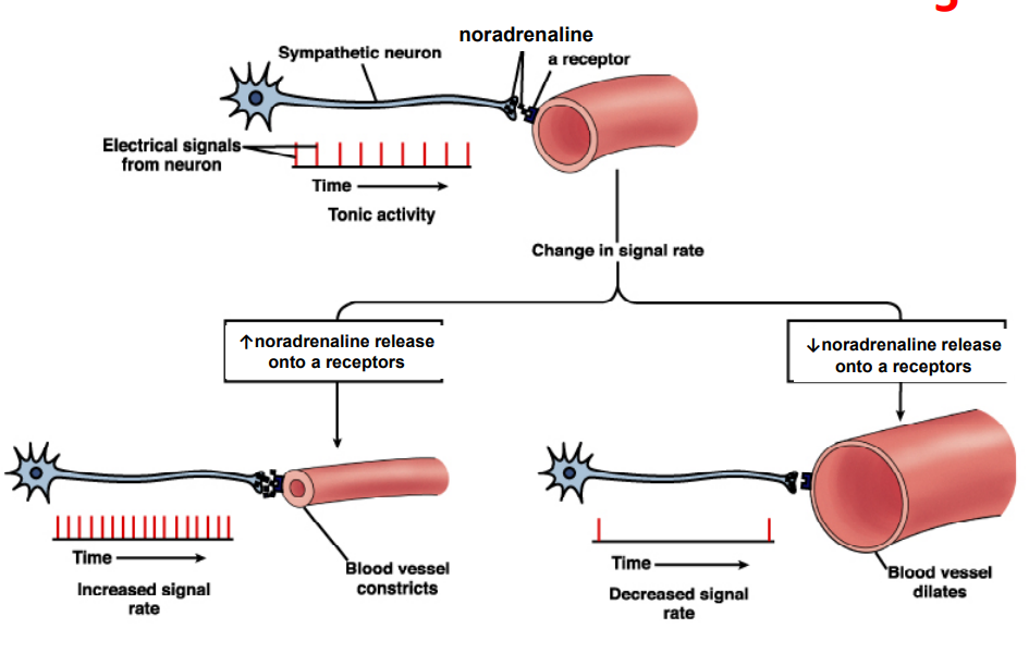 <p>- synergistic effects: two divisions act on different effectors to produce a unified overall effect (Parasympathetic NS increase salivary serous cell secretion, Sympathetic NS increase salivary mucous cell secretion)</p><p>- Not all organs receive dual innervation:</p><p>- sweat glands receive only sympathetic neurons</p><p>- blood vessels (arterioles and veins) receive only sympathetic nerve fibres, except penis and clitoris</p><p>- sympathetic tone (vasomotor tone): increase in firing frequency means vasoconstriction, decrease in firing frequency means vasodilation</p><p></p><p>- needs alpha receptors, otherwise effect won't happen in blood vessels</p>