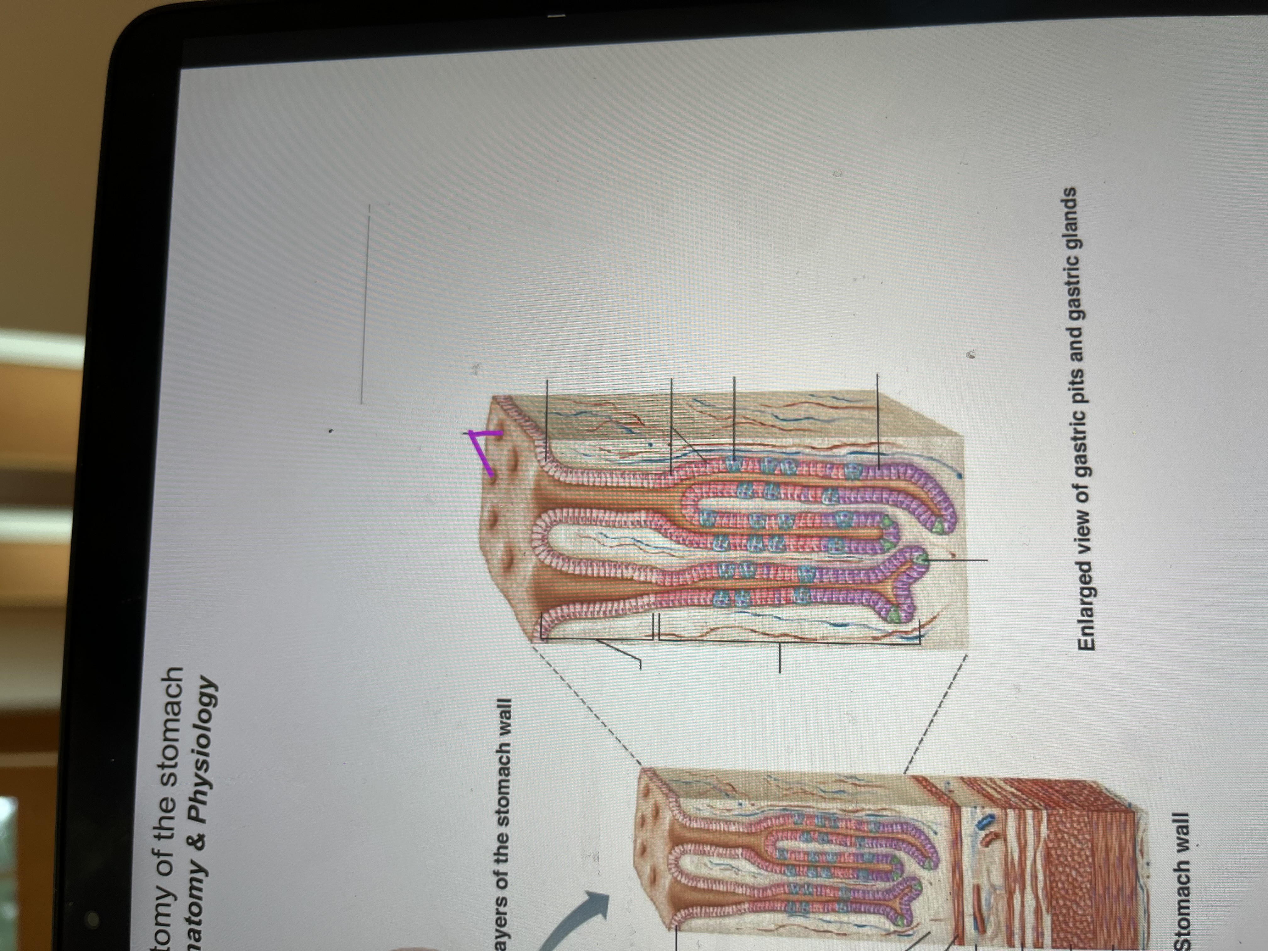 term image