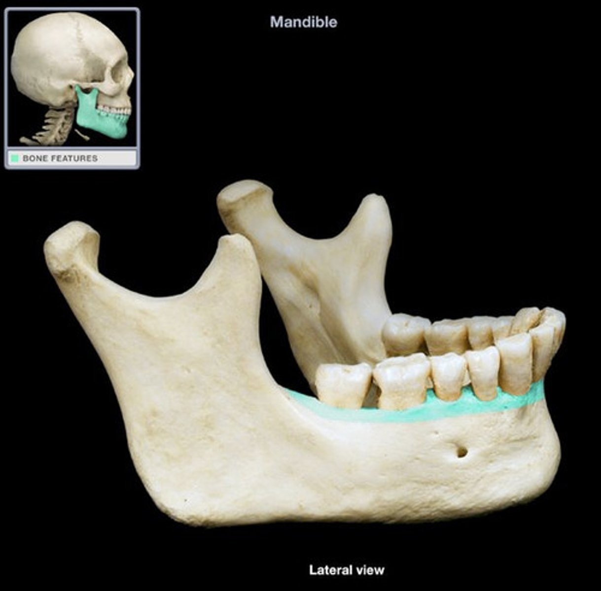 <p>a pit, pocket, or socket</p>