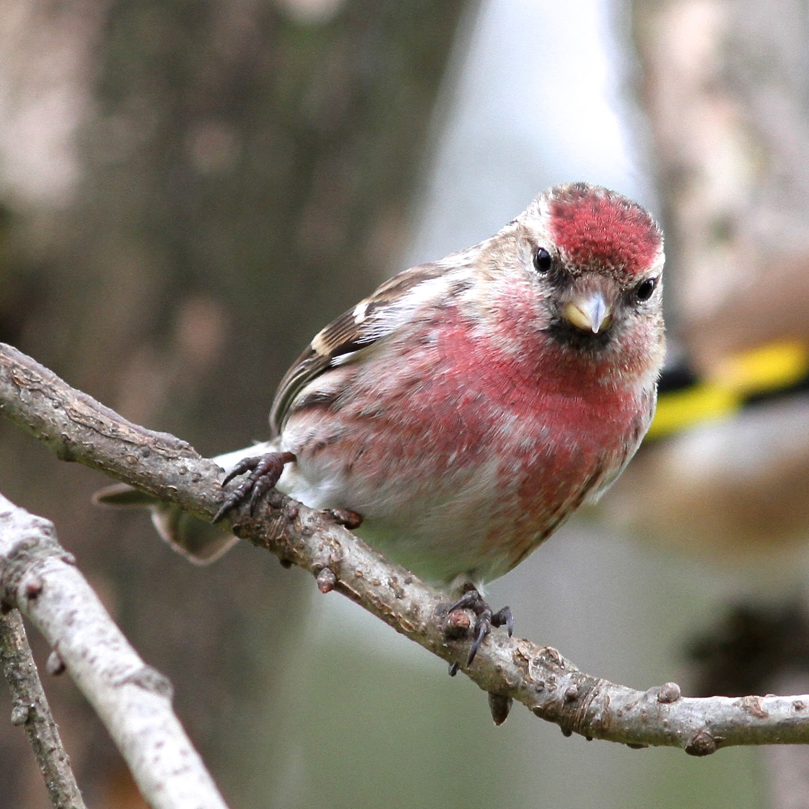 <p><em>Acanthis flammea </em></p>