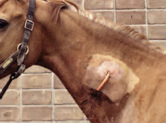 <p>What condition is indicated by pain, heat, swelling, and inflammation, and can be caused by S. equi, C. pseudotuberculosis (pigeon fever), and Clostridia usually due to IM injections? It should be opened and allowed to drain.</p>