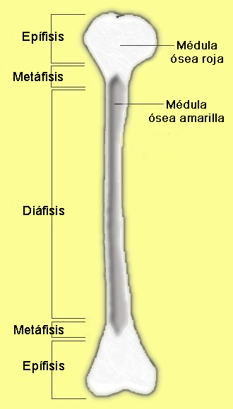 <p><br><span>Zona de transición entre diáfisis y epífisis. Contiene cartílago de crecimiento.</span></p>