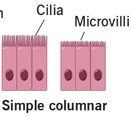 <p>Columnar</p>