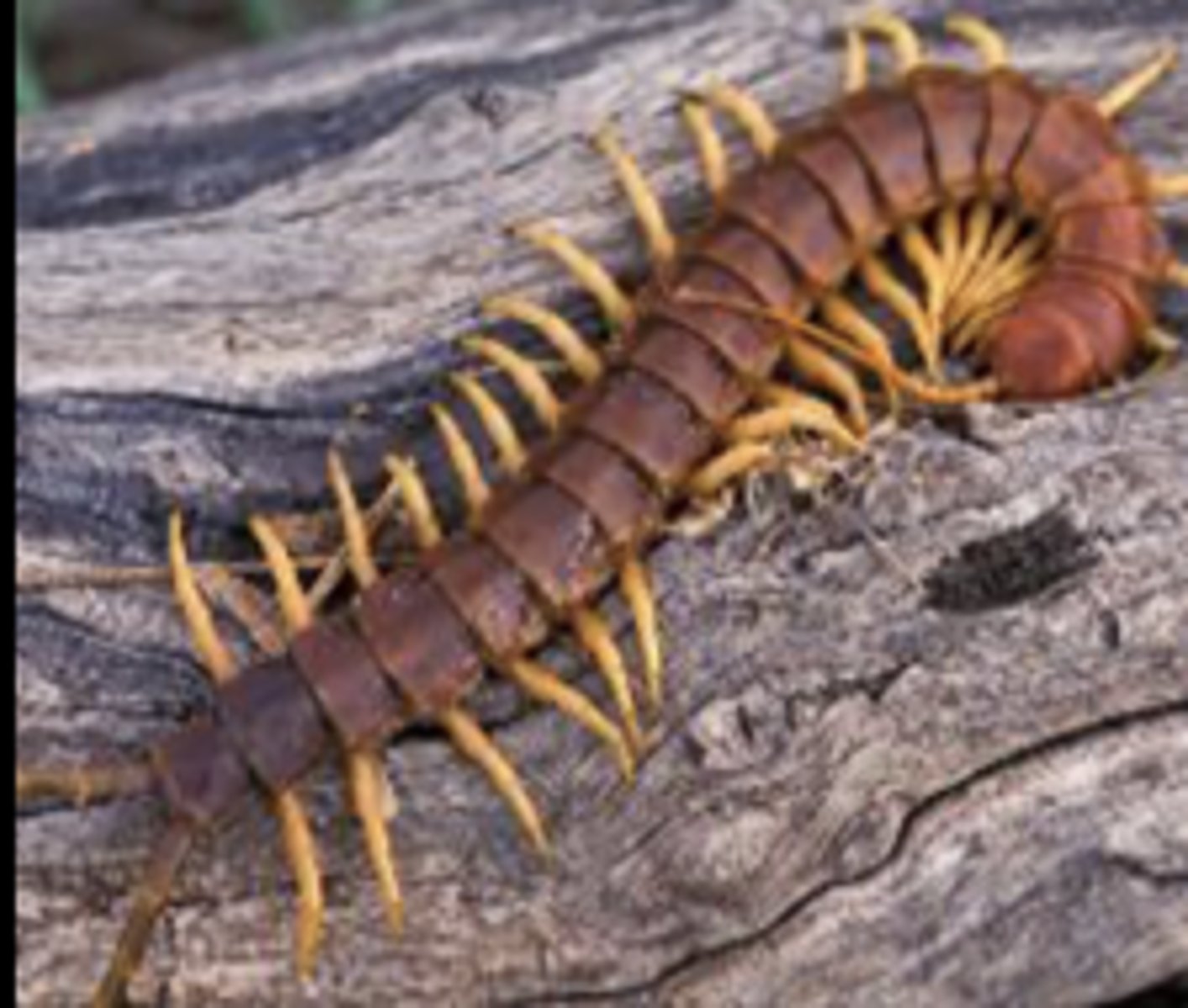 <p>What class does this organism belong to?</p>