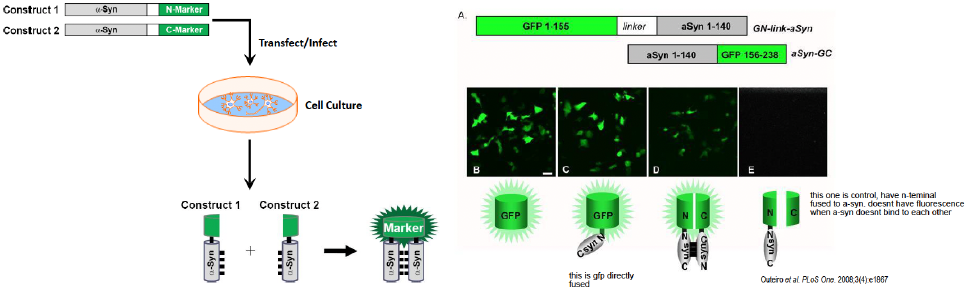 <ul><li><p>The cells with GFP alone or GFP attached to one a-syn molecule glowed green (controls) </p></li><li><p>Cells with two different GTP/a-syn constructs dimerized glowed green, but less than controls </p></li><li><p>Cell with a GTP/alpha-synuclein construct, when paired with a GTP "half" without alpha-synuclein, did not produce green fluorescence</p></li></ul>