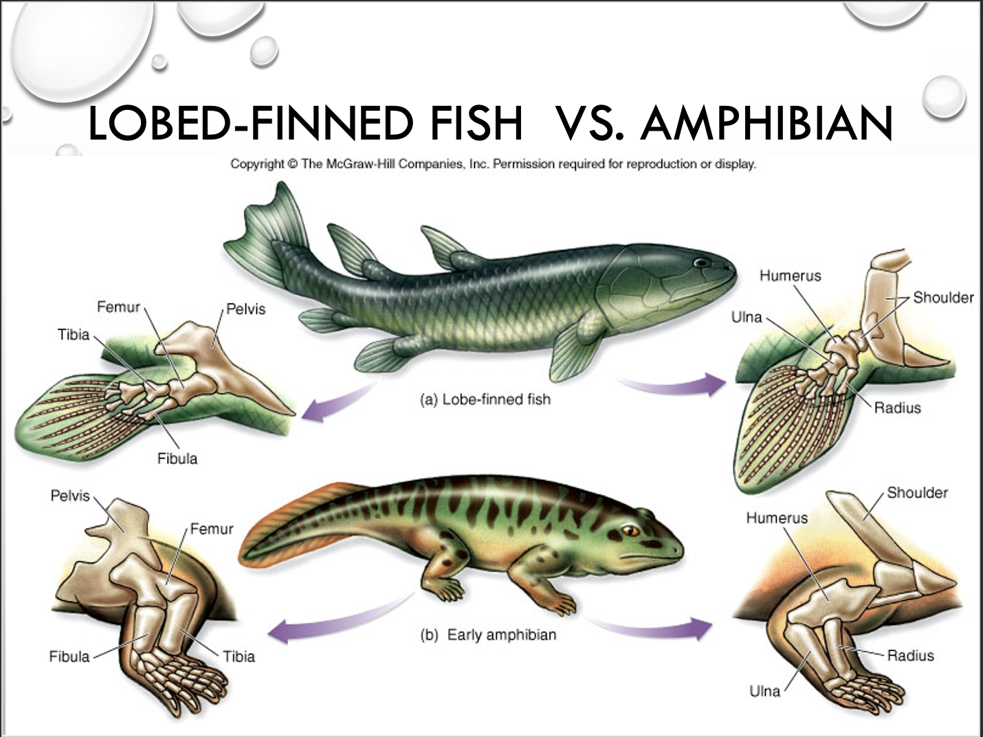 <ul><li><p>SYNAPOMORPHY= LOBED FINS ??&nbsp;</p></li><li><p>humans and tetrapods share a common ancestor</p><ul><li><p>humans share a similar limb pattern as lungfishes</p><ul><li><p>one long bone, two bones, wrist, digits</p></li></ul></li><li><p>lungfishes are more closely related to humans than other animals</p></li></ul></li></ul><img src="https://knowt-user-attachments.s3.amazonaws.com/60900248-7e51-49ee-a9ad-e9fd613b9a7f.png" data-width="100%" data-align="center"><p></p>