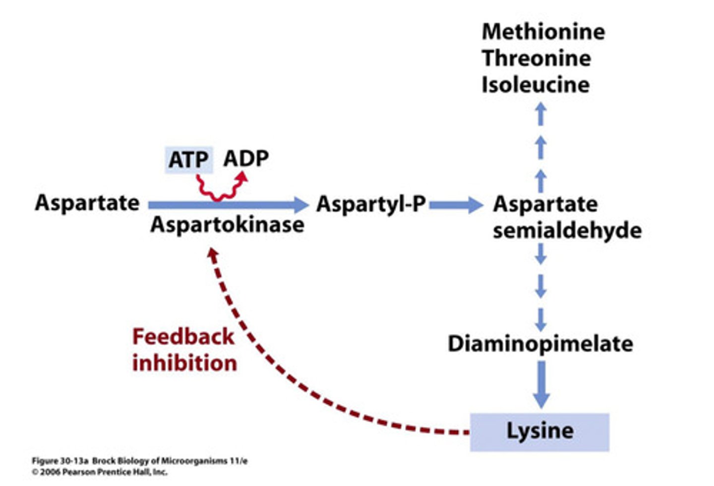 <p>It is a regulatory mechanism that controls the production of lysine, preventing overproduction and conserving resources.</p>