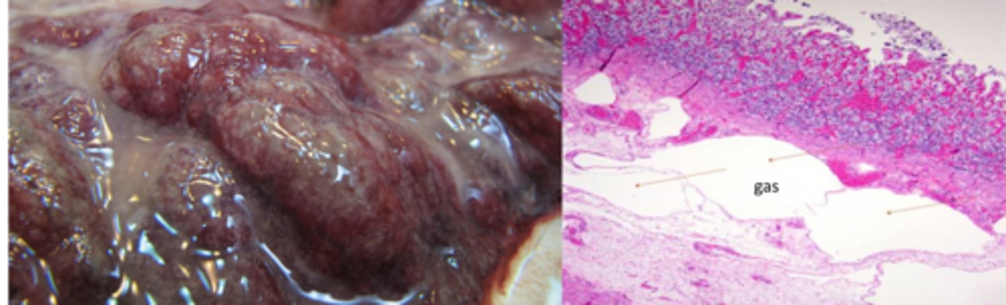 <p>What agent will kill calves that are 2-6w old after short sings of abdomen distention?</p>