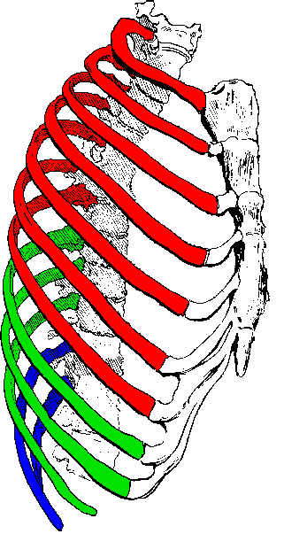 <p><em>sternum</em></p>