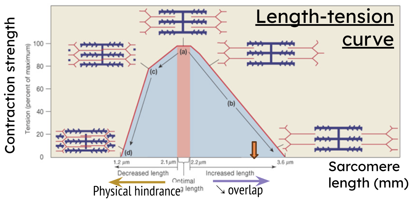 <p>decreased force due to less overlap</p>