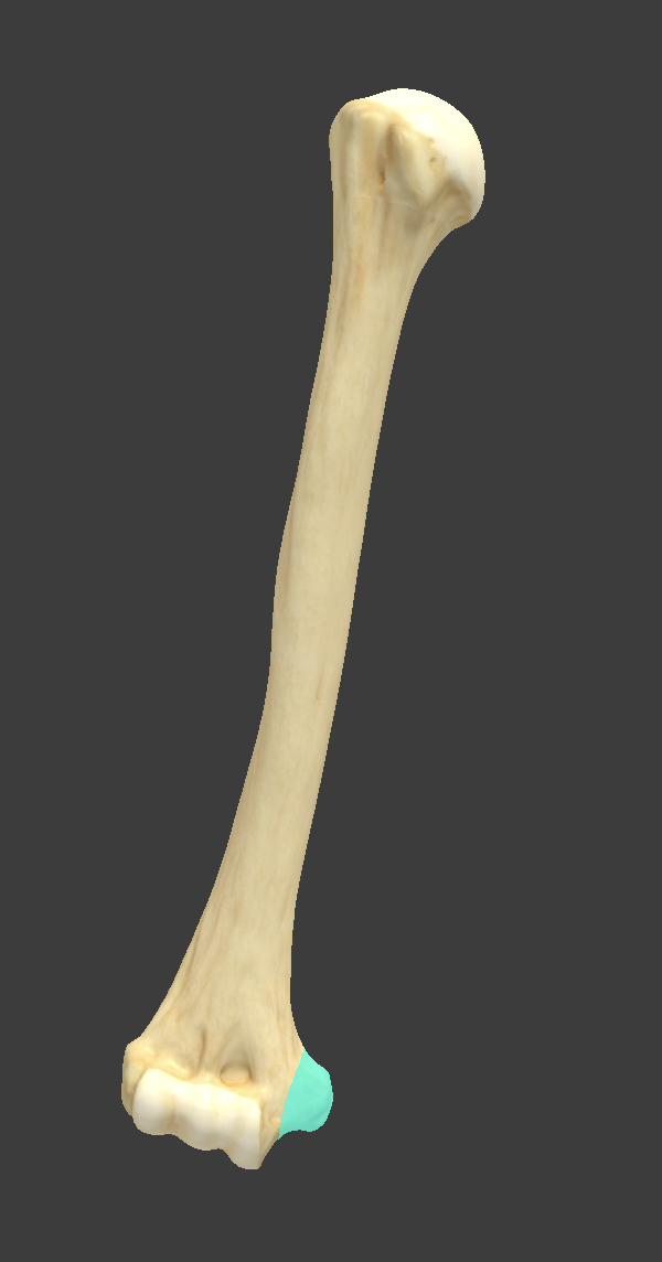 <p>Name and bone </p>