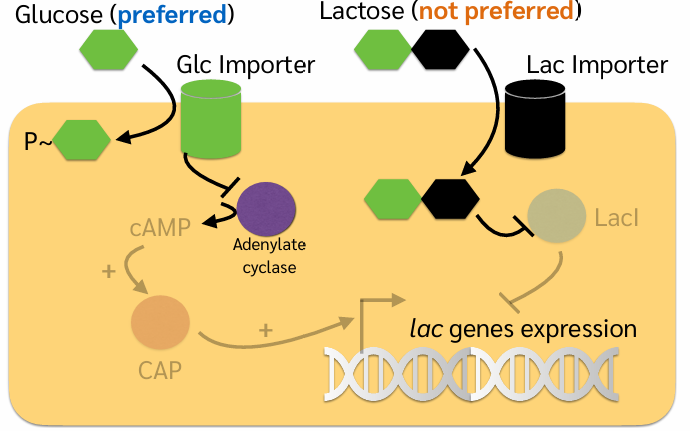 <ul><li><p>Glucose inhibits adenylate cyclase, decreases cAMP signal</p></li><li><p>Lactose inhibits LacI repressor</p></li><li><p>cAMP combines with CAP to inactivate it, hence lactose genes stay off</p></li></ul><p></p>