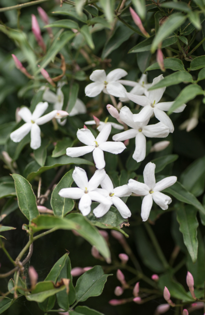 Pink Jasmine