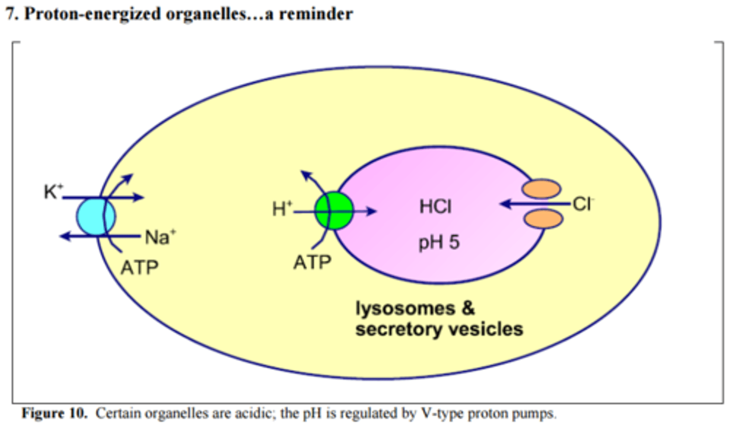 <p>Det är cellens återvinningscentral</p><p>- Den bryter ner makromolekyler med hjälp av sura hydrolaser (enzym som funkar vid lågt pH, kräver därför aktiv transport av H+ in till lysosom)</p><p>- De kan bryta ner nästan allt som kan finnas i en cell</p>