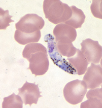 <p>Dr. Vicente Y. Belizario Jr.</p>