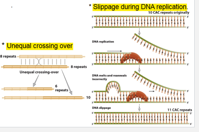 <ul><li><p>Unequal crossing over</p></li><li><p>Slippage during DNA replication</p><p></p></li></ul><p></p>