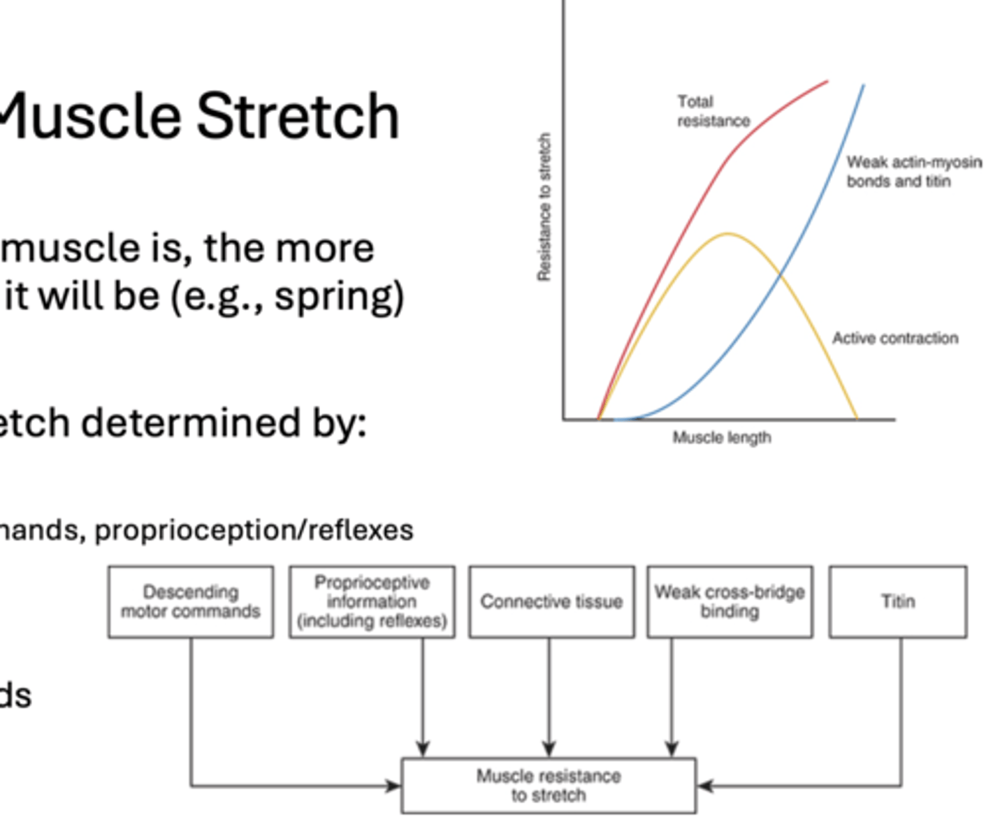 <p>- active contraction (descending motor commands, proprioception/reflexes)</p><p>- titin</p><p>- connective tissue</p><p>- weak actin-myosin bonds</p>