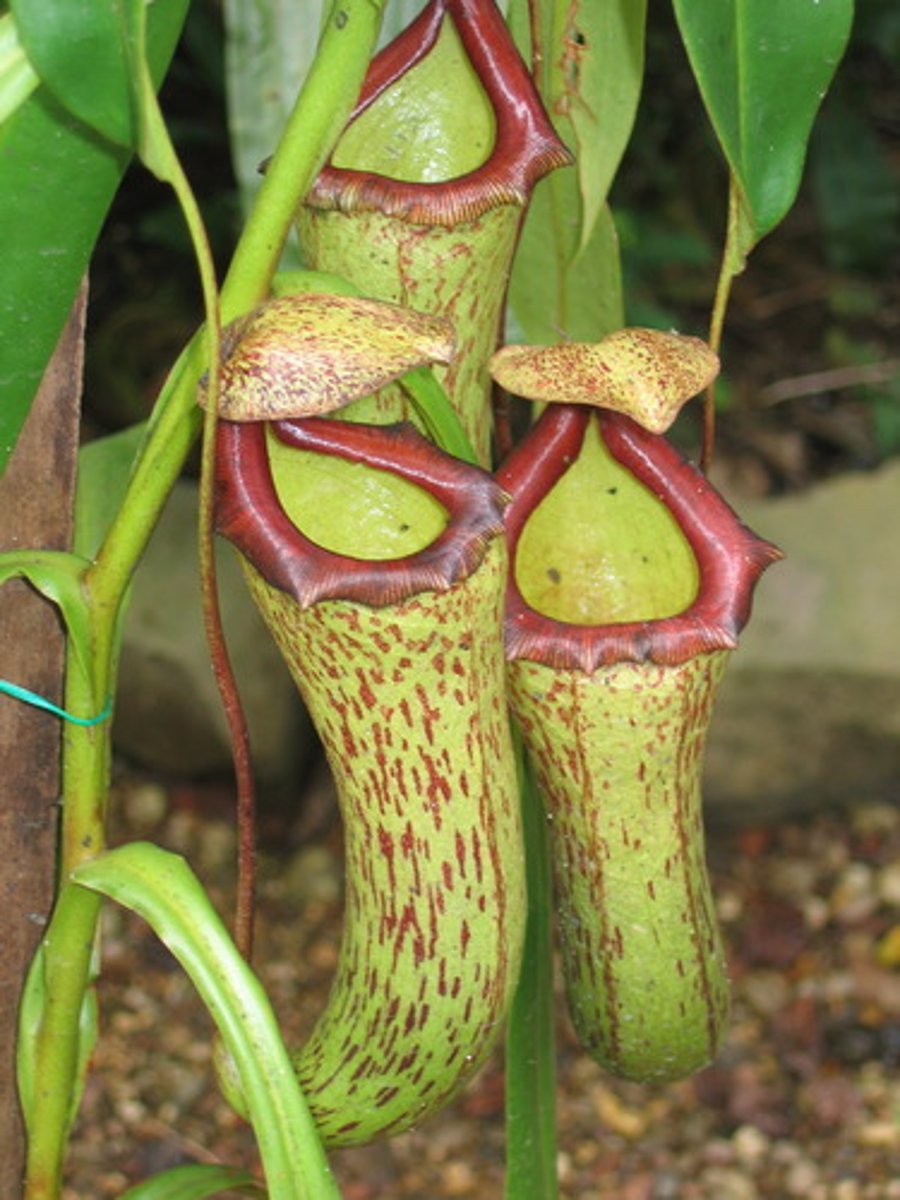 <p>hot, humid, wet areas, nutrients washed away, so catch insects for nutrients; leaves always catch insects</p><p>Sarraceniaceae (Pitcher plant family) N America, few in S america → pleistocene b/c continental drift (cacti more likely older b/c more widespread than sarraceniaceae)</p><p>Droseraceae (sundew family) triassic period when all continents together → now found all across the world</p><p>Nepenthaceae (tropical pitcher plant family) Malasia/Indonesia or Madagascar (Cretaceans), Jurassic period if could travel by wind dispersal (more recent if can disperse a far way)</p><p>Venus fly trap (North Carolina)</p>